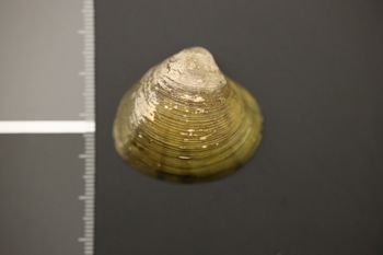 Media type: image;   Malacology 176946 Description: Dry specimen;